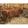 Image 1 : Quarter Circle X Ranch - 3 Bred Heifers (Pen 113)