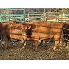 Image 2 : Quarter Circle X Ranch - 6 3rd-4th Calvers (Pen 138)