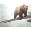 Image 1 : Grizzly Bear Print Image Size:   18 1/2" x 30"  Signed and Numbered 525/850  Schuenken (6)