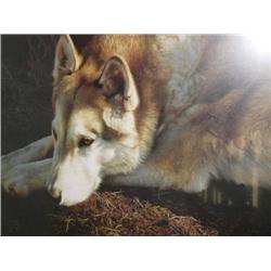 Signed and Numbered Print by Carl Brenders 303/3500 Wolf contemplating the Situation of the world Im