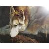 Image 1 : Signed and Numbered Print by Carl Brenders 303/3500 Wolf contemplating the Situation of the world Im