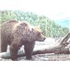 Image 1 : 301/750 Double Matted and Framed  Grizzly bear on a Sandbar "End of Summer" by Jim Beaudoin (6)