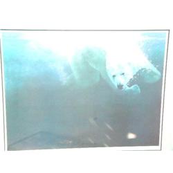 Double Matted and Framed Print  45/650 Polar bears Swimming by Seary Lester,  Image Size is: 23" x 3