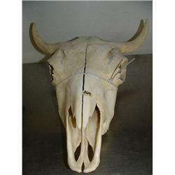 16"  Bleached Cow's Skull (33)