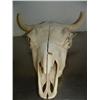 Image 1 : 16"  Bleached Cow's Skull (33)