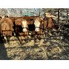 Image 1 : Spruce Ridge Farms - 19 3-4 year-old Cows (Pen 134)