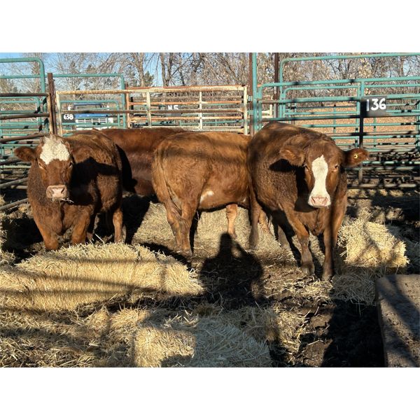 Spruce Ridge Farms - 4 3 year-old Cows (Pen 136)