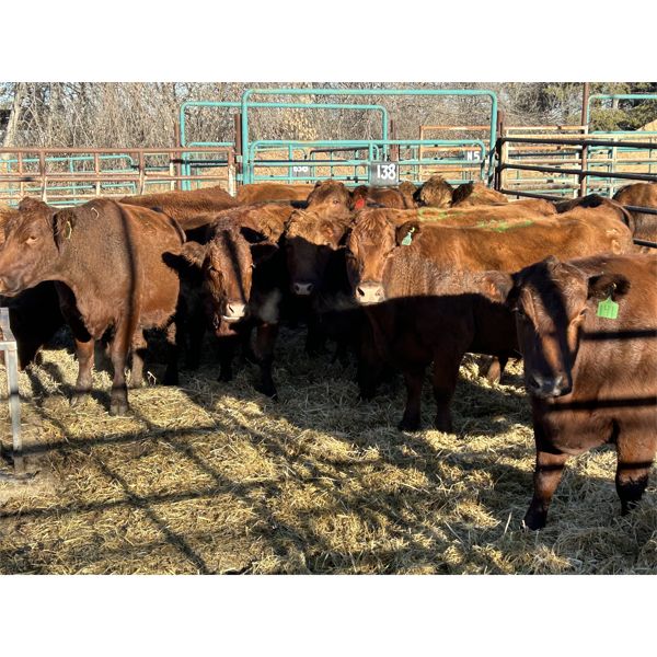 Spruce Ridge Farms - 15 3-4 year-old Cows (Pen 138)