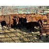Image 1 : Spruce Ridge Farms - 15 3-4 year-old Cows (Pen 138)