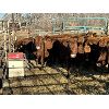 Image 3 : Spruce Ridge Farms - 15 3-4 year-old Cows (Pen 138)