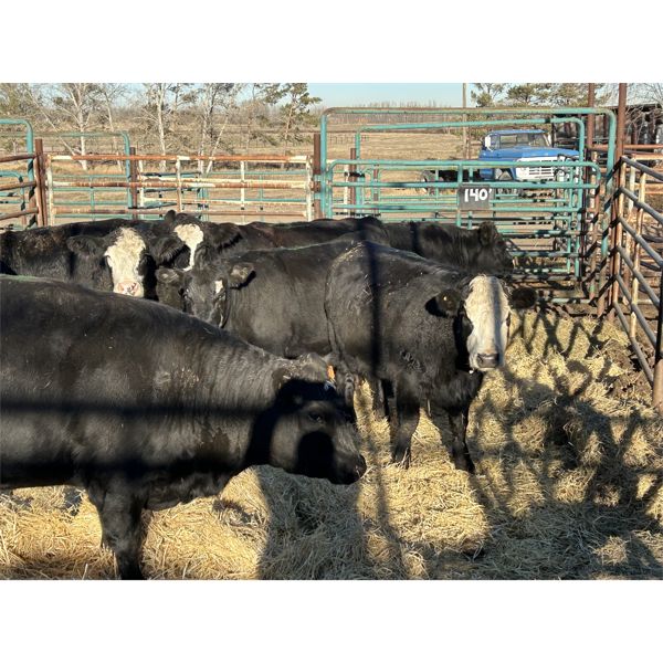 Spruce Ridge Farms - 10 3-4 year-old Cows (Pen 140)