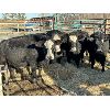 Image 2 : Spruce Ridge Farms - 10 3-4 year-old Cows (Pen 140)