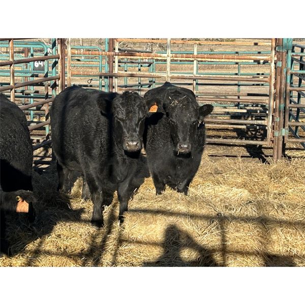 Spruce Ridge Farms - 4 3-4 year-old Cows (Pen 142)