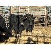 Image 1 : Spruce Ridge Farms - 4 3-4 year-old Cows (Pen 142)