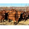 Image 3 : Right Arm Farms - 13 Middle-Aged Cows (Pen 422)