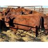 Image 1 : Right Arm Farms - 13 Middle-Aged Cows (Pen 420)