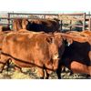 Image 4 : Right Arm Farms - 13 Middle-Aged Cows (Pen 420)