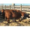 Image 1 : Right Arm Farms - 8 Mature Cows (Pen 418)
