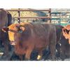 Image 2 : Right Arm Farms - 8 Mature Cows (Pen 418)