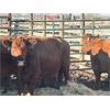 Image 3 : Right Arm Farms - 8 Mature Cows (Pen 418)