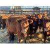 Image 4 : Right Arm Farms - 8 Mature Cows (Pen 418)