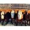 Image 3 : Right Arm Farms - 10 Middle-Aged Cows (Pen 445)