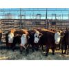 Image 4 : Right Arm Farms - 10 Middle-Aged Cows (Pen 445)