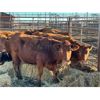 Image 2 : Right Arm Farms - 8 4th-5th Calvers (Pen 439)