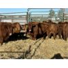 Image 2 : Stoodley Farms - 14 Heifers (Pen 156)