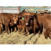 Image 3 : Stoodley Farms - 14 Heifers (Pen 156)