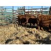 Image 1 : Stoodley Farms - 3 Heifers (Pen 154)