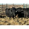 Image 1 : Stoodley Farms - 8 Heifers (Pen 152)