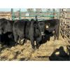 Image 2 : Stoodley Farms - 8 Heifers (Pen 152)