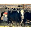 Image 2 : Doug Standing - 6 3rd Calvers (Pen 429)
