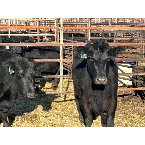 Doug Standing - 5 3rd-4th Calvers (Pen 435)