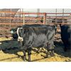 Image 5 : Doug Standing - 7 4th-5th Calvers (Pen 433)