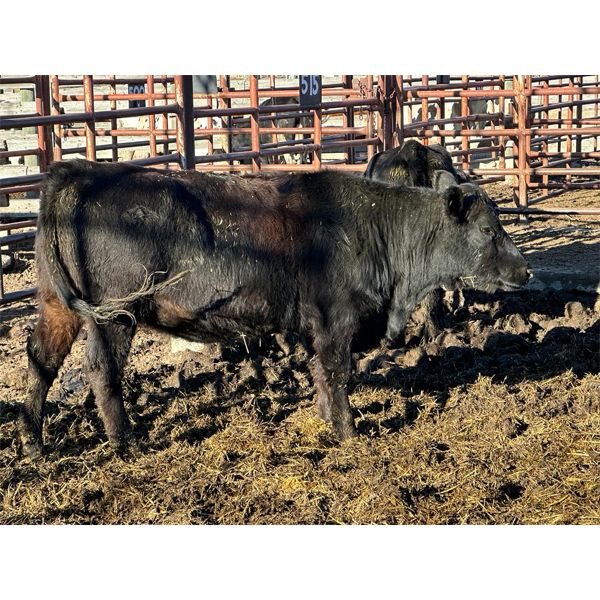 Magnum Opus - 15 2nd Calvers (Pen 515)