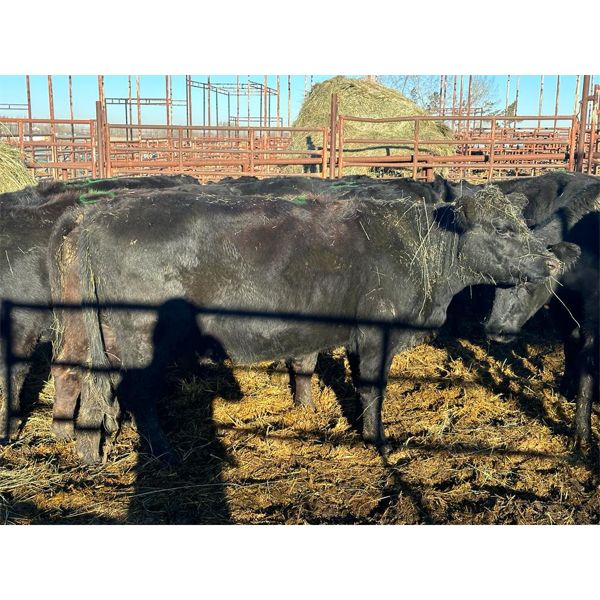 Magnum Opus - 27 3rd Calvers (Pen 519)