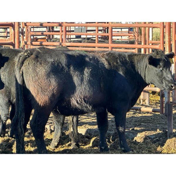 Magnum Opus - 8 3rd Calvers (Pen 406)