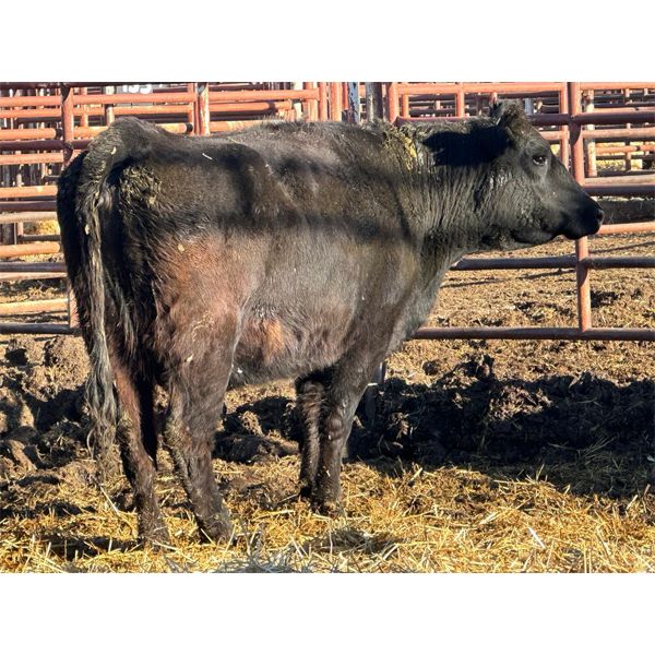 Magnum Opus - 27 4th Calvers (Pen 521)