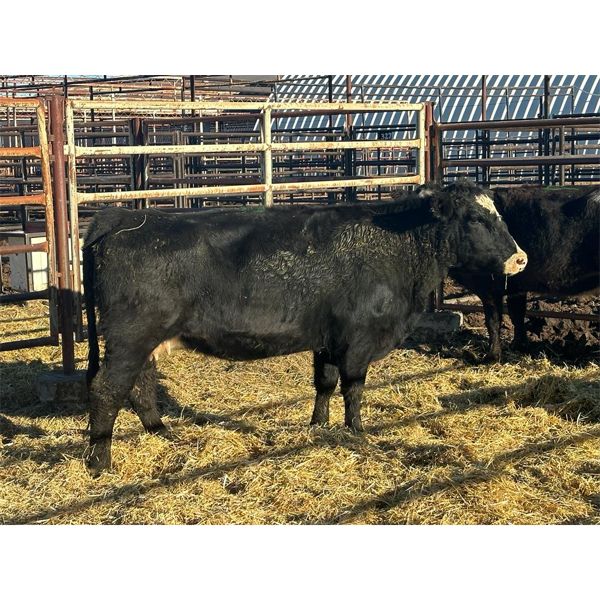 Magnum Opus - 3 4th Calvers (Pen 415)