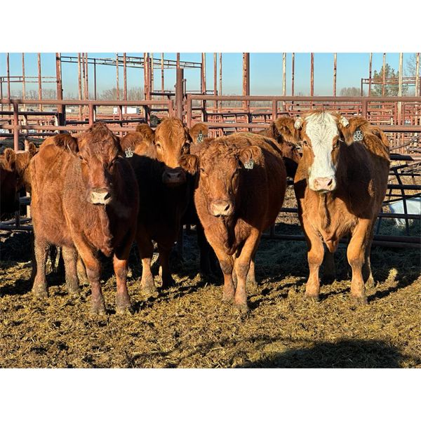 Magnum Opus - 7 6-7th calvers (Pen 404)