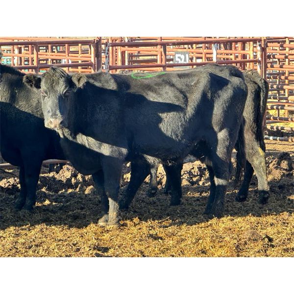 Magnum Opus - 7 6-7th calvers (Pen 402)