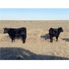 Image 1 : Steven & Janet Yule - 510# Steer Calves - 110 Head (Gleichen, AB)