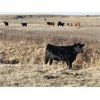 Image 4 : Steven & Janet Yule - 510# Steer Calves - 110 Head (Gleichen, AB)