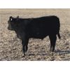 Image 5 : Steven & Janet Yule - 510# Steer Calves - 110 Head (Gleichen, AB)