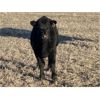 Image 6 : Steven & Janet Yule - 510# Steer Calves - 110 Head (Gleichen, AB)