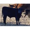 Image 8 : Steven & Janet Yule - 510# Steer Calves - 110 Head (Gleichen, AB)