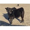 Image 2 : Steven & Janet Yule - 575# Steer Calves - 50 Head (Gleichen, AB)