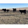 Image 6 : Steven & Janet Yule - 575# Steer Calves - 50 Head (Gleichen, AB)